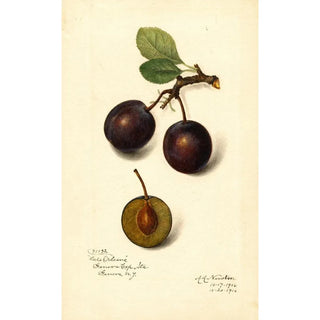 Amanda Almira Newton - Prunus domestica Late Orleans.webp