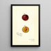 Riproduzione del dipinto Prunus domestica Mammoth Gold - Amanda Almira Newton