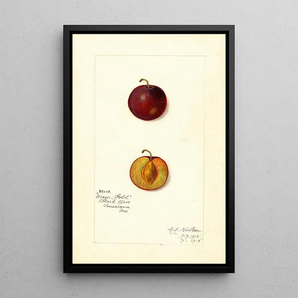 Riproduzione del dipinto Prunus domestica Mammoth Gold - Amanda Almira Newton