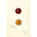 Riproduzione del dipinto Prunus domestica Mammoth Gold - Amanda Almira Newton