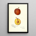 Riproduzione del dipinto Prunus domestica Prinlew - Amanda Almira Newton