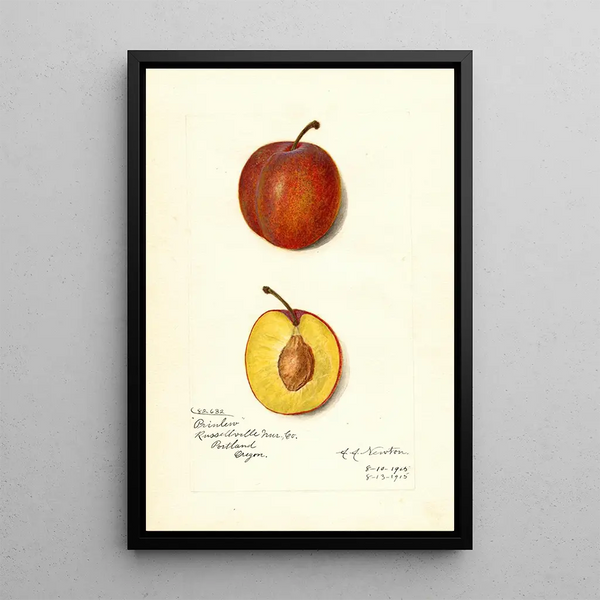 Riproduzione del dipinto Prunus domestica Prinlew - Amanda Almira Newton
