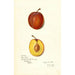 Riproduzione del dipinto Prunus domestica Prinlew - Amanda Almira Newton