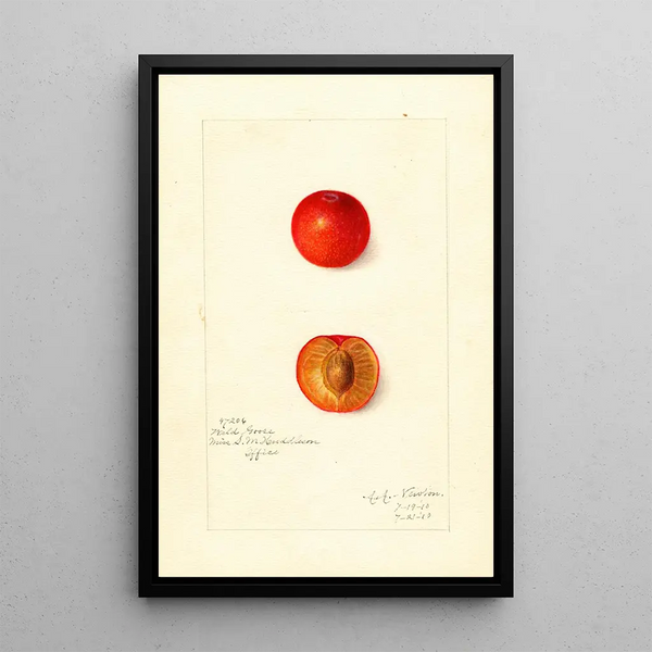 Riproduzione del dipinto Prunus domestica Wild Goose - Amanda Almira Newton