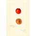 Riproduzione del dipinto Prunus domestica Wild Goose - Amanda Almira Newton