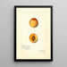 Riproduzione del dipinto Prunus mume Chas - Amanda Almira Newton