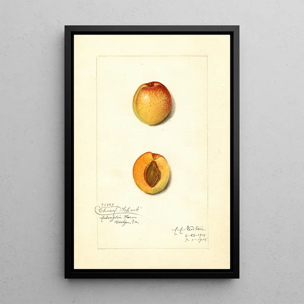 Riproduzione del dipinto Prunus mume Chas - Amanda Almira Newton