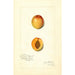 Riproduzione del dipinto Prunus mume Chas - Amanda Almira Newton