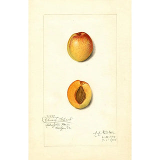 Amanda Almira Newton - Prunus mume Chas.webp