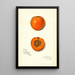 Prunus mume Sharpe - Amanda Almira Newton — quadro incorniciato alla parete