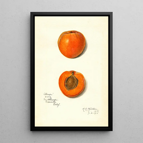 Prunus mume Sharpe - Amanda Almira Newton — quadro incorniciato alla parete