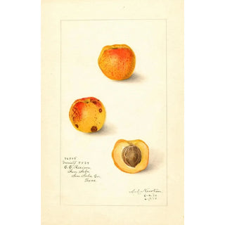 Amanda Almira Newton - Prunus mume Variety 9834.webp