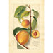 Prunus persica - Amanda Almira Newton — vista dell’opera