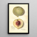 Prunus persica FeiTao - Amanda Almira Newton — quadro incorniciato alla parete