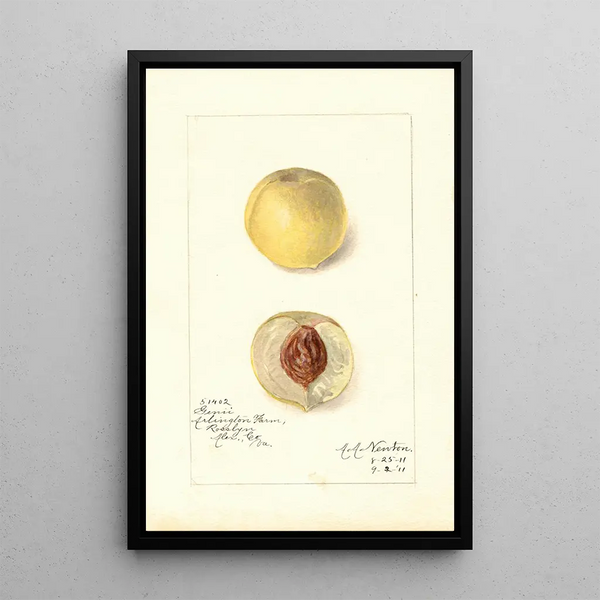 Riproduzione del dipinto Prunus persica Genii - Amanda Almira Newton