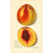 Prunus persica J - Amanda Almira Newton — vista dell’opera