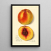 Prunus persica J - Amanda Almira Newton — quadro incorniciato alla parete