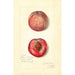 Prunus persica Japan Blood - Amanda Almira Newton — vista dell’opera