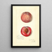Prunus persica Japan Blood - Amanda Almira Newton — quadro incorniciato alla parete