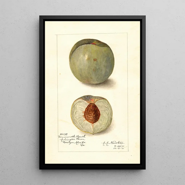 Riproduzione del dipinto Prunus persica Mammoth Heath - Amanda Almira Newton