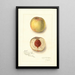 Prunus persica Sans Nom - Amanda Almira Newton — quadro incorniciato alla parete