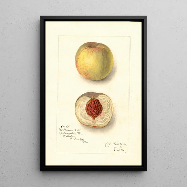 Prunus persica Sans Nom - Amanda Almira Newton — quadro incorniciato alla parete