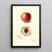 Riproduzione del dipinto Prunus persica Opulent - Amanda Almira Newton