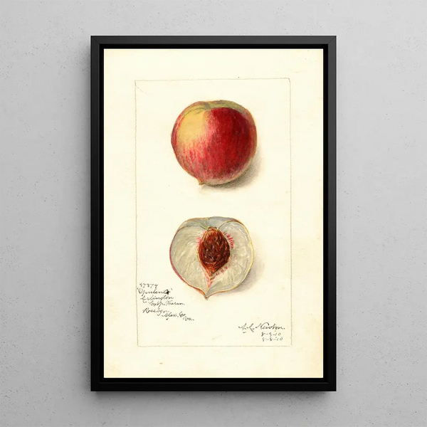 Riproduzione del dipinto Prunus persica Opulent - Amanda Almira Newton
