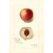 Riproduzione del dipinto Prunus persica Opulent - Amanda Almira Newton