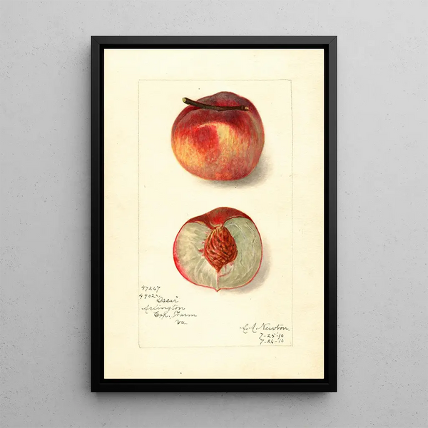 Riproduzione del dipinto Prunus persica Oscar - Amanda Almira Newton