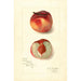 Riproduzione del dipinto Prunus persica Oscar - Amanda Almira Newton