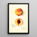 Riproduzione del dipinto Prunus persica Roser - Amanda Almira Newton