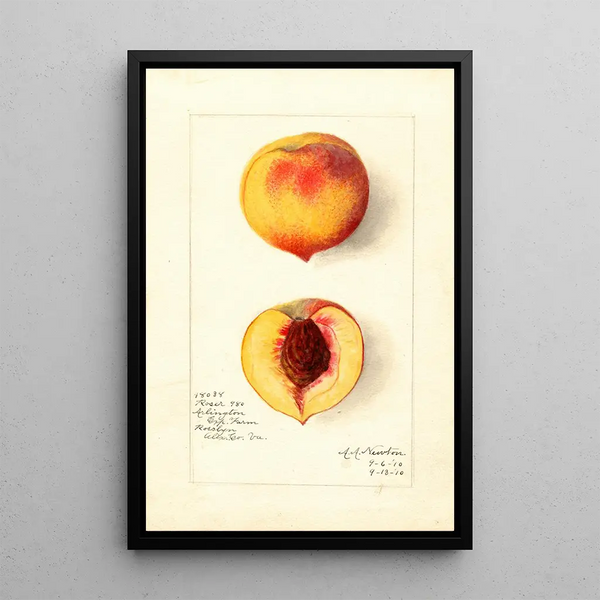 Riproduzione del dipinto Prunus persica Roser - Amanda Almira Newton