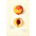 Riproduzione del dipinto Prunus persica Roser - Amanda Almira Newton