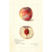 Prunus persica Russell Nebraska - Amanda Almira Newton — vista dell’opera