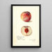 Prunus persica Russell Nebraska - Amanda Almira Newton — quadro incorniciato alla parete
