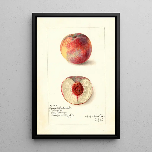 Prunus persica Russell Nebraska - Amanda Almira Newton — quadro incorniciato alla parete