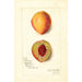 Prunus persica Slappy - Amanda Almira Newton — vista dell’opera