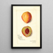 Prunus persica Slappy - Amanda Almira Newton — quadro incorniciato alla parete