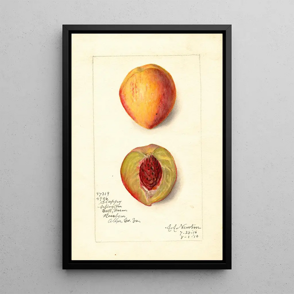 Prunus persica Slappy - Amanda Almira Newton — quadro incorniciato alla parete