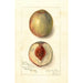 Prunus persica Southern Early - Amanda Almira Newton — vista dell’opera