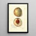 Prunus persica Southern Early - Amanda Almira Newton — quadro incorniciato alla parete