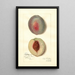 Riproduzione del dipinto Prunus persica Steadley - Amanda Almira Newton