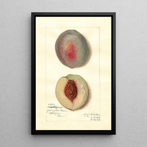 Riproduzione del dipinto Prunus persica Steadley - Amanda Almira Newton
