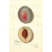Riproduzione del dipinto Prunus persica Steadley - Amanda Almira Newton