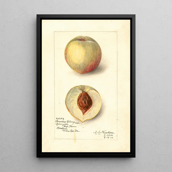 Riproduzione del dipinto Prunus persica Sunrise Cling - Amanda Almira Newton