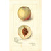 Riproduzione del dipinto Prunus persica Sunrise Cling - Amanda Almira Newton
