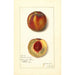 Prunus persica Worthen - Amanda Almira Newton — vista dell’opera