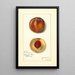 Prunus persica Worthen - Amanda Almira Newton — quadro incorniciato alla parete