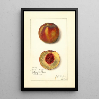 Amanda Almira Newton - Prunus persica Worthen.webp